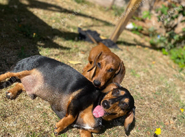 2 Dachshunds