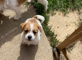 Last boy Jack Russell x