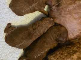 Small toy x Asian poodle puppies