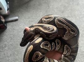 Female Royal Ball Python