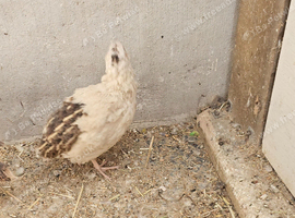 3 male Japonise quail
