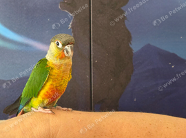 Hand reared tame yellowsided gcc (6)