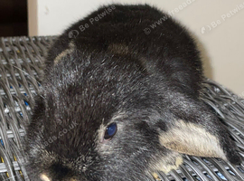 Female Holland lop