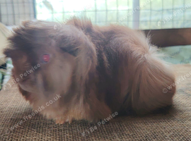 Peruvian sow