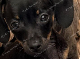 Chihuahua x dachshund chiweenies