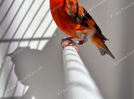 Red Siskin London