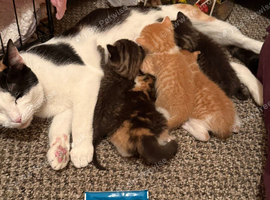 For sale kittens ready soon
