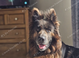 German shepherd bitch
