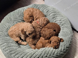 Stunning cockapoo f1b pups