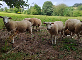 6 Lleyn Breeding Ram Lambs or Fat Lambs