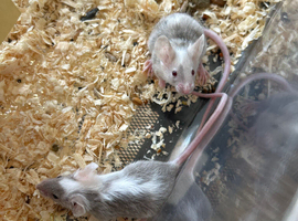 Fancy Mice Babies 4 for &pound;20