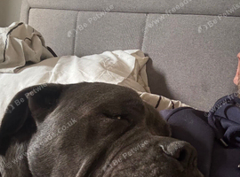 1 year old female cane corso pedigree
