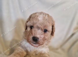 4 stunning shipooh pups