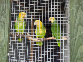 2 pairs or yellow headed amazons
