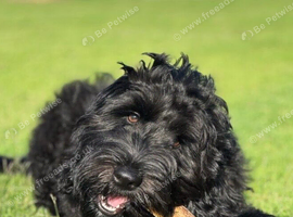 Gorgeous boy for sale