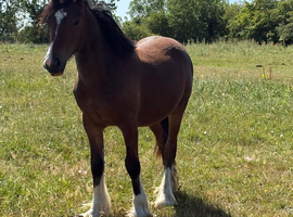 Beautiful Welsh x cob yearling colt