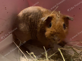 12 week old skinny werewolf boar for sale