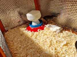 chinese painted quails