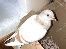 white and brown male pigeon