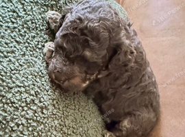 Cockapoo Puppies
