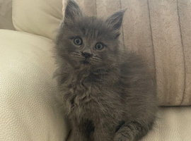 Grey Mainecoon/Ragdoll boy