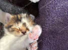 Kitten (girl)
