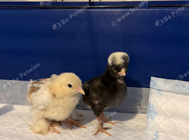 Polish and Pekin