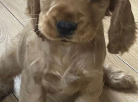 Cocker spaniels for sale