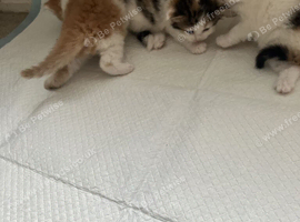 Norwegian forest mix