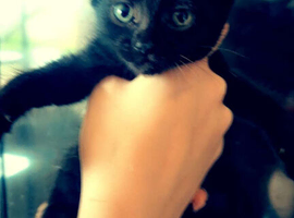 Beautiful kittens needing loving homes