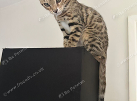 Female kitten fully bengal looking for a loving home