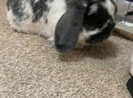 Female rabbit for re home
