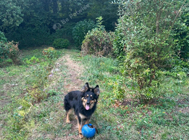 German Shepherd female
