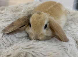 Mini Lop Doe