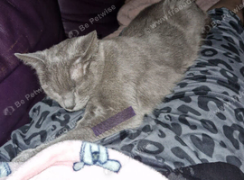 Russian blue x Bengal