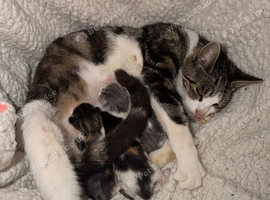 5 kittens - Available in 8 weeks