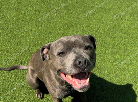 Staffedshire