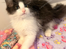 Full breed Siberian kittens