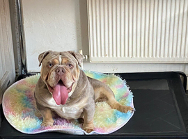 Exceptional English Bulldog Female &ndash; Lilac Merle Beauty!