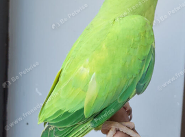 Beautiful Rare Opaline split Cleartail Baby Ringneck parrot