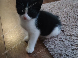 Kittens