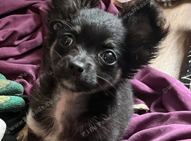 chuihaua named Roxy