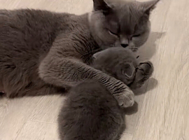 Male british shorthair