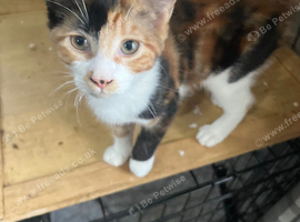 Kitten