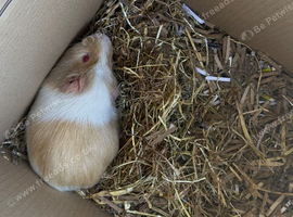 Make guinea pig