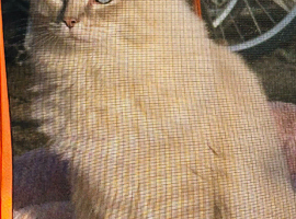 Male ragdoll, 2 years old.