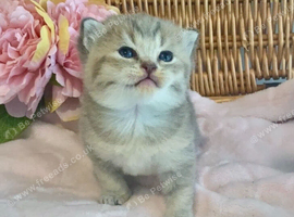 BEAUTIFUL BSH KITTENS