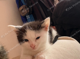 5 kittens for sale