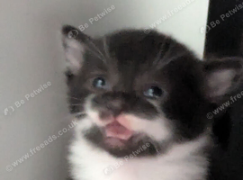 Kittens looking for new homes