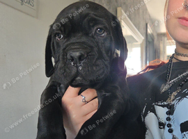 6 beautiful cane corso puppies for sale